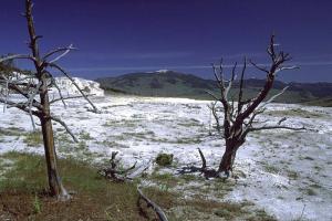 Mammoth Hot Springs