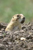 Prairie Dog