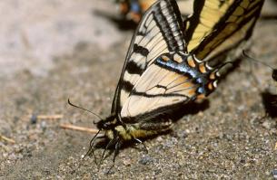 Schmetterling