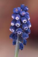 Common Grape Hyacinth