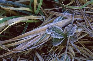 Frost on grass