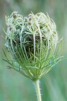 Wild Carrot