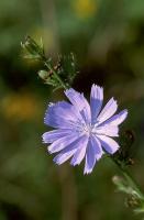 Chicory