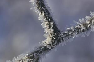 Frost on twig
