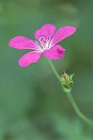 Marsh Cranesbill