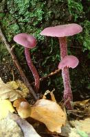 Violetter Lacktrichterling