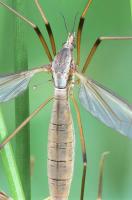 Crane Fly