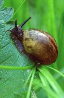 Snail