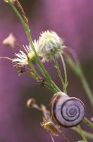 Snail