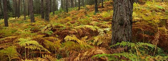 Herbstwald