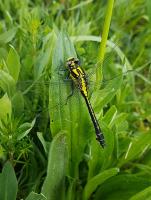 Common Clubtail