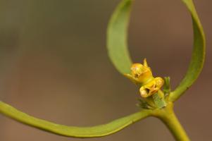 Mistletoe