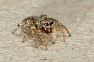 Springspinne