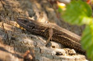 Viviparous lizard