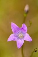 Spreading Bellflower