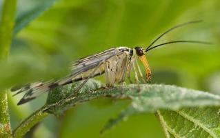 Scorpion Fly