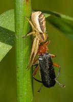 Crab Spider