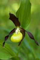 Yellow Lady's Slipper