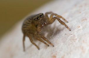 Springspinne