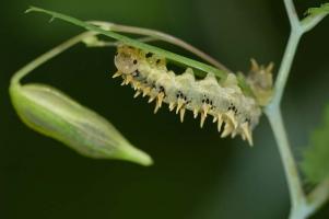 Caterpillar on Himalayan Balsam