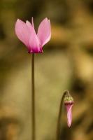 Alpine cyclamen