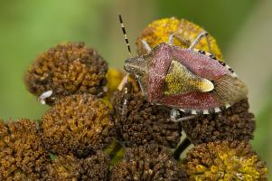 Dolycoris baccarum