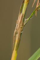 Running crab spider