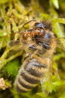 Ant on bee