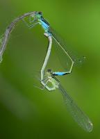 Mating Damselflies