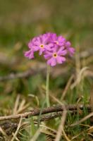 Bird's-Eye Primrose