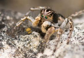 Springspinne
