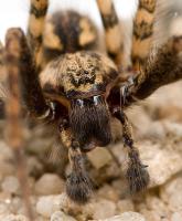 Funnel web spider