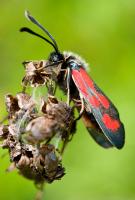 Slender Burnet