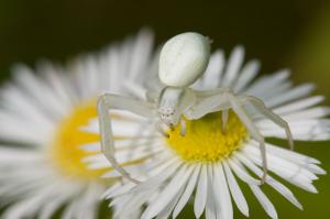 Krabbenspinne