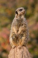 Meerkat