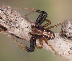 Krabbenspinne