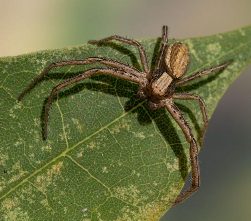 Crab Spider