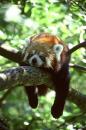 Lesser Panda