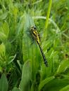 Common Clubtail